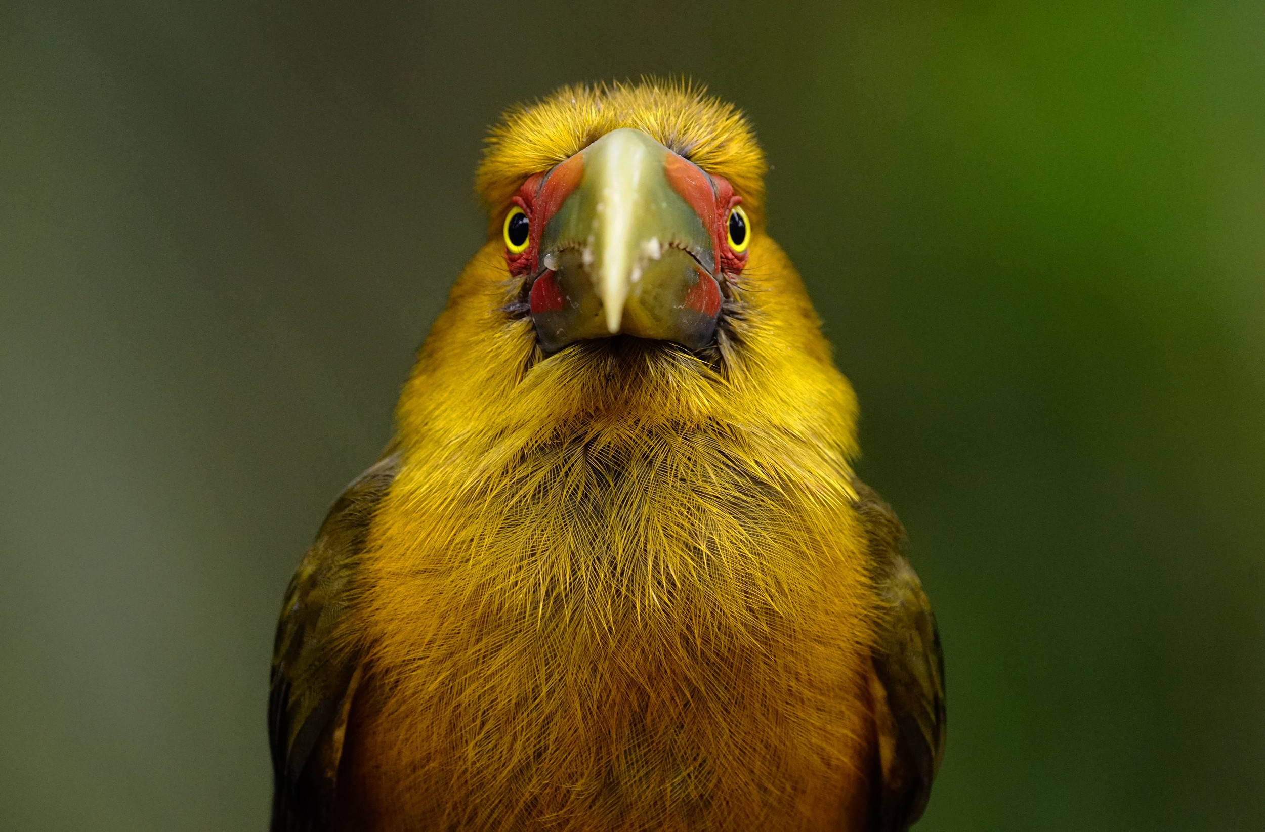 Tapiraí (SP) recebe feira de avistamento de aves