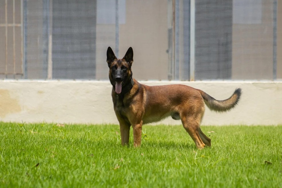 Dragon tinha pouco mais de 2 anos de idade — Foto: Divulgação/Polícia Civil