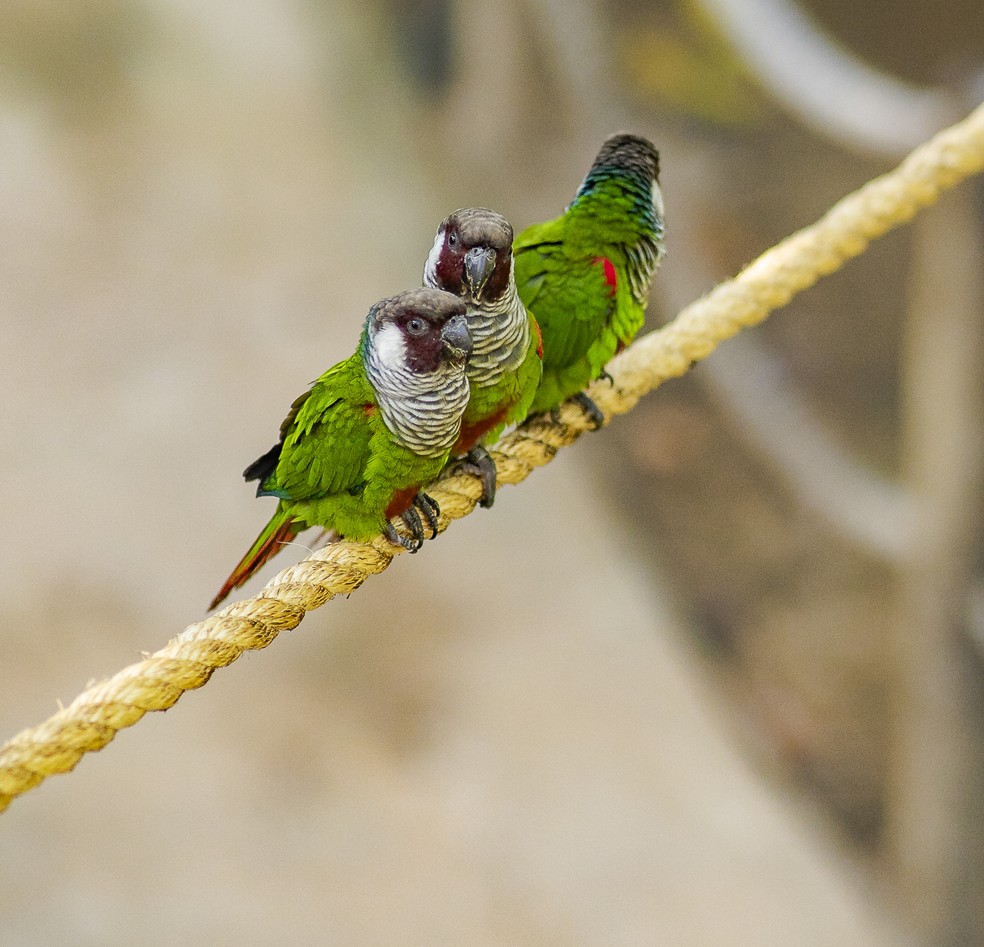 Retorno da espécie ao seu habitat natural é considerado um marco histórico e ecológico — Foto: Roni Vasconcelos