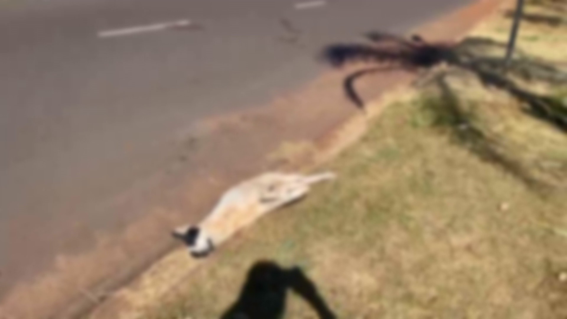 Três cachorros são achados mortos em avenida de Barretos 