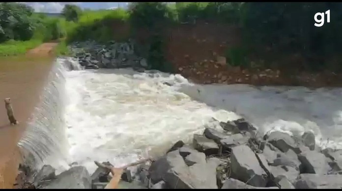 Palmeira de quatro décadas tem primeira e única floração, no Ceará; vídeo, Ceará