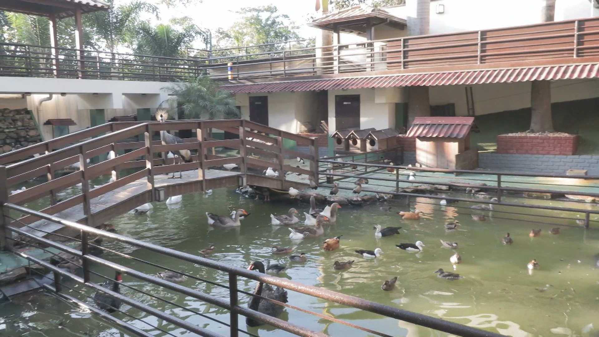 Mais de 160 animais de 18 espécies são resgatados em operação contra tráfico ilegal em MG