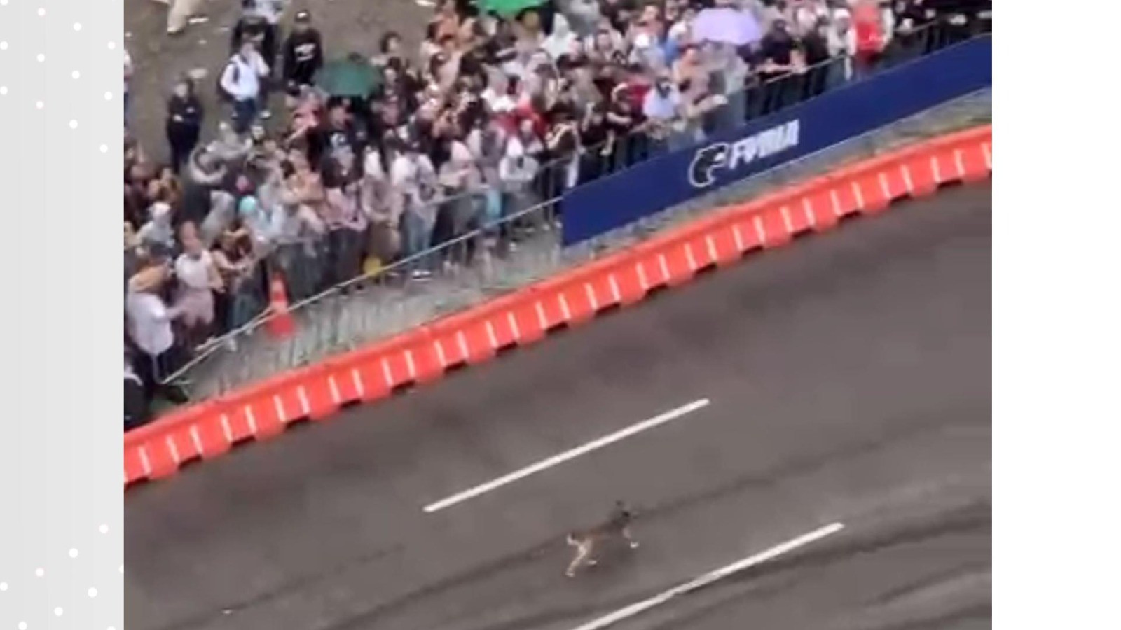 Cachorro caramelo invade 'pista de corrida' em evento de automobilismo e é aplaudido pelo público em Curitiba; VÍDEO