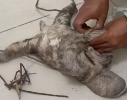 Homem é preso no PA após divulgar maus-tratos a bicho-preguiça em vídeos nas redes sociais