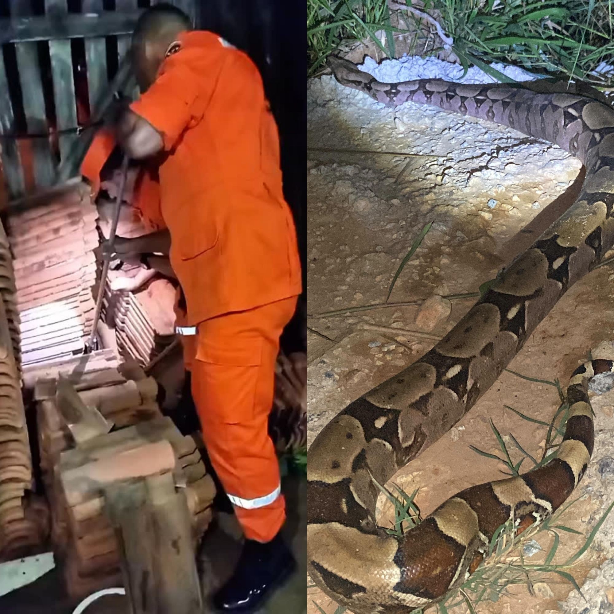 Jiboia é resgatada entre telhas em casa na área urbana de Ji-Paraná, RO