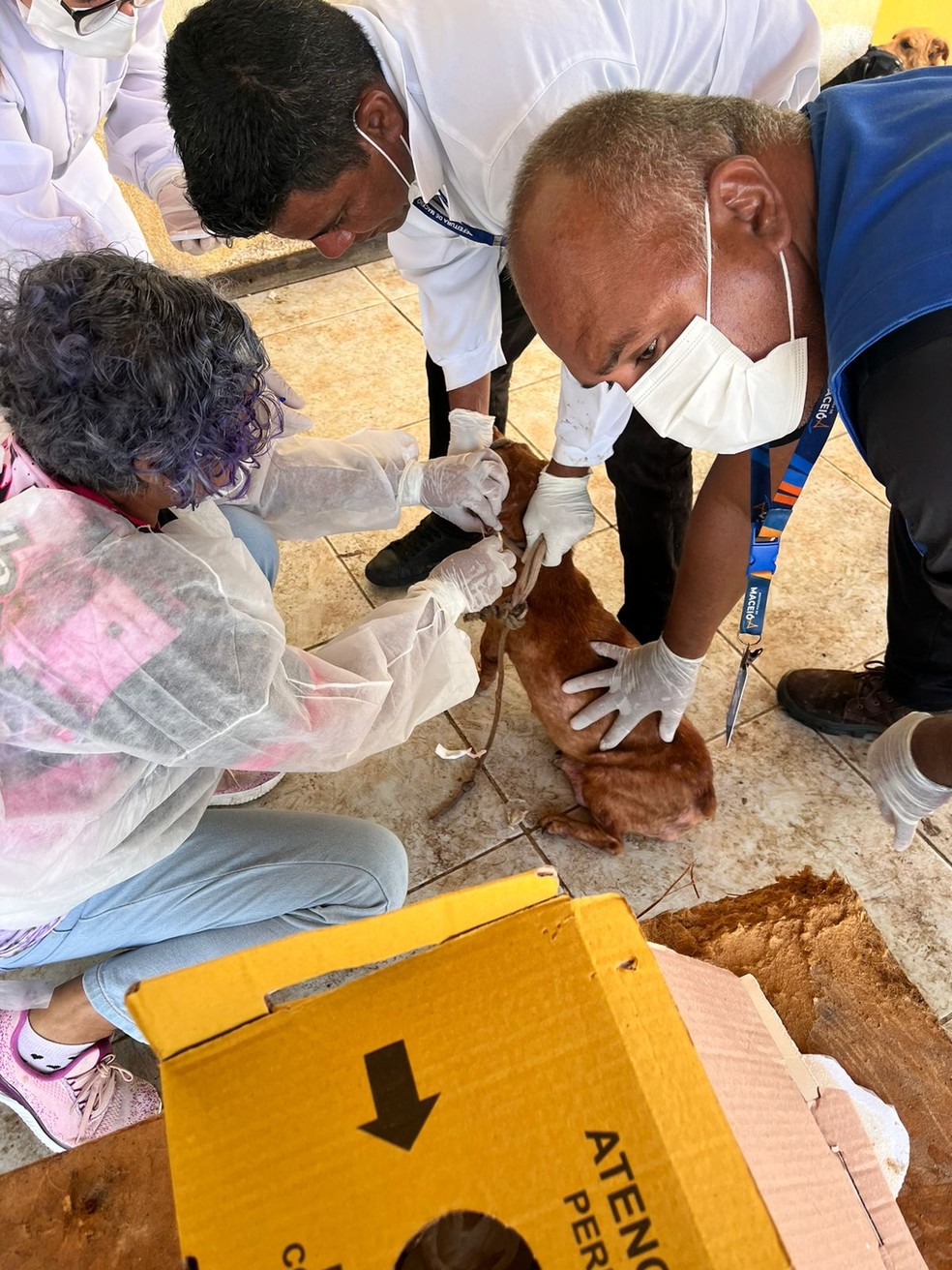 Cachorros que vivem em abrigo denunciado por maus-tratos em Maceió passam por avaliação veterinária — Foto: PC-AL