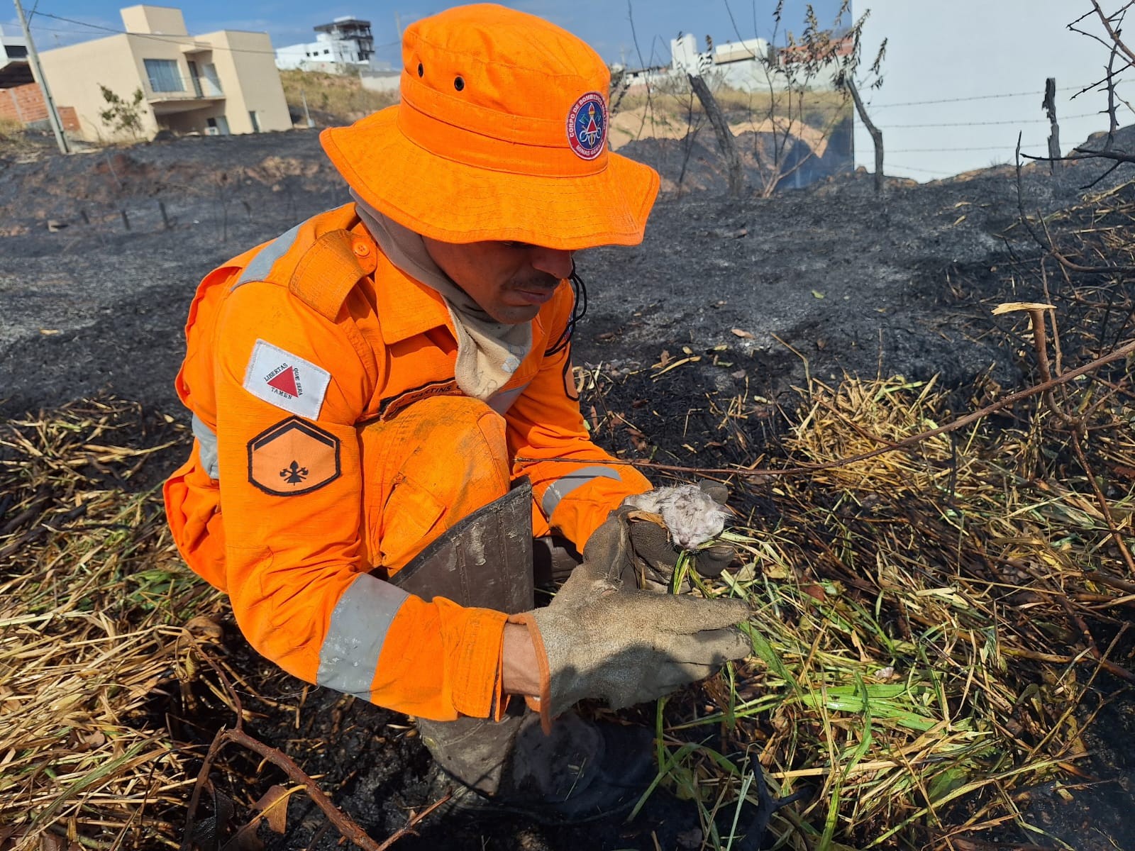 Três filhotes de gato morrem carbonizados durante incêndio em área de pastagem em Arcos