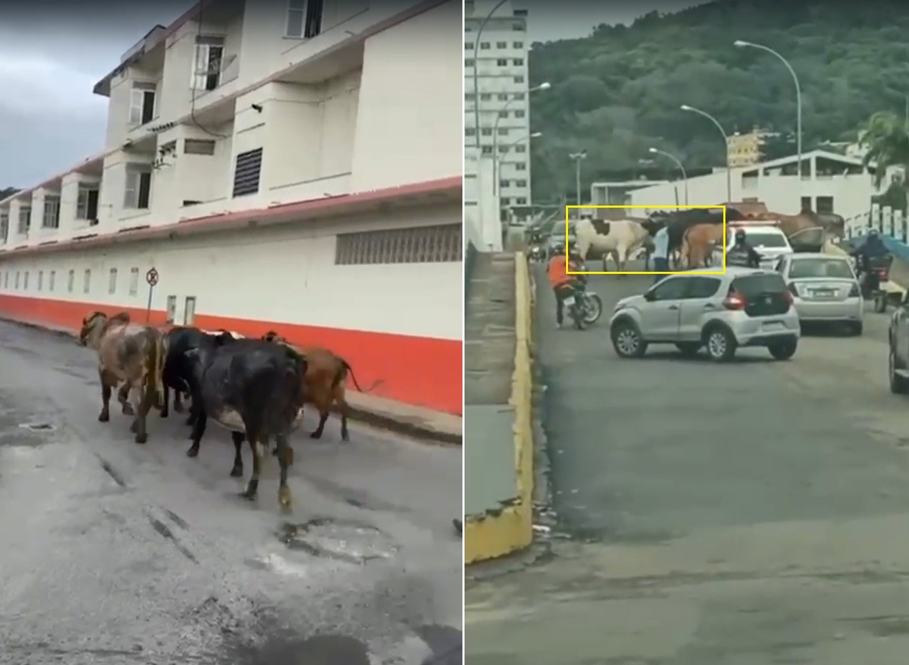 Secretaria de Segurança Pública apreende animais de grande porte soltos em vias de Itaperuna