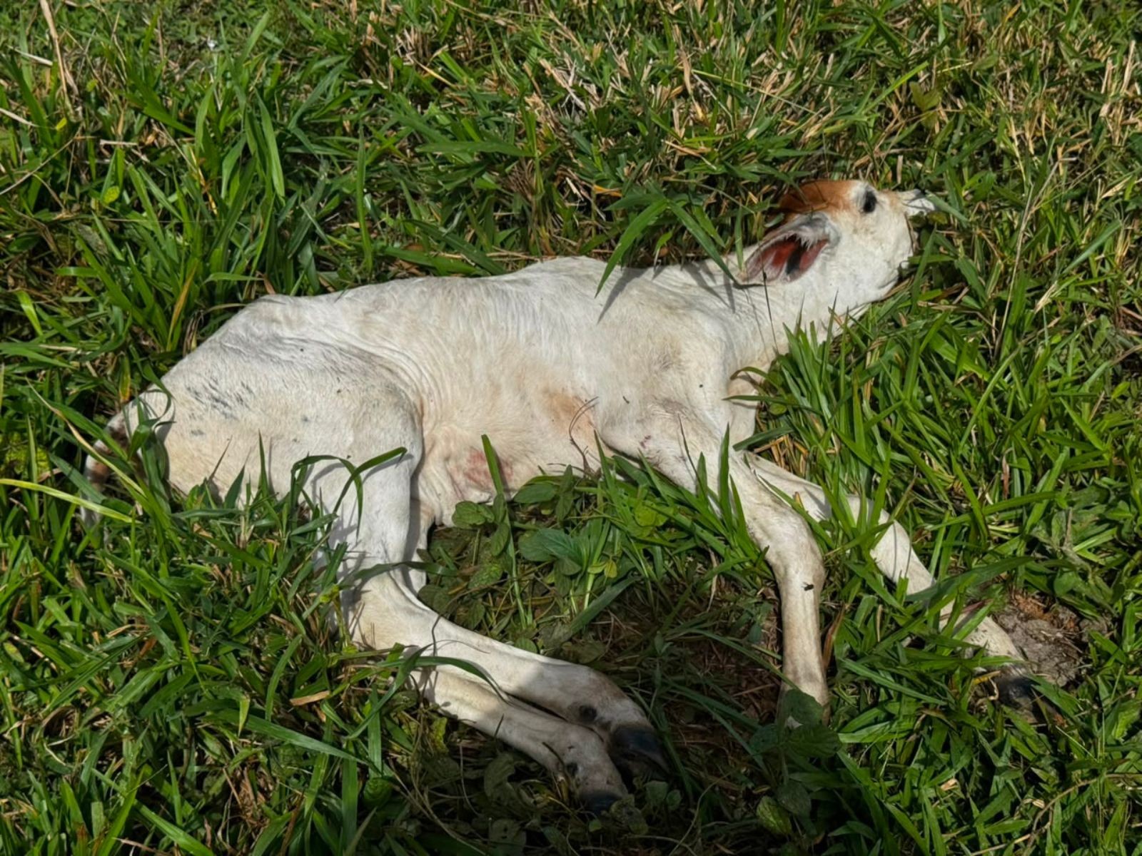 Caso de raiva bovina é confirmado em propriedade no interior do Acre