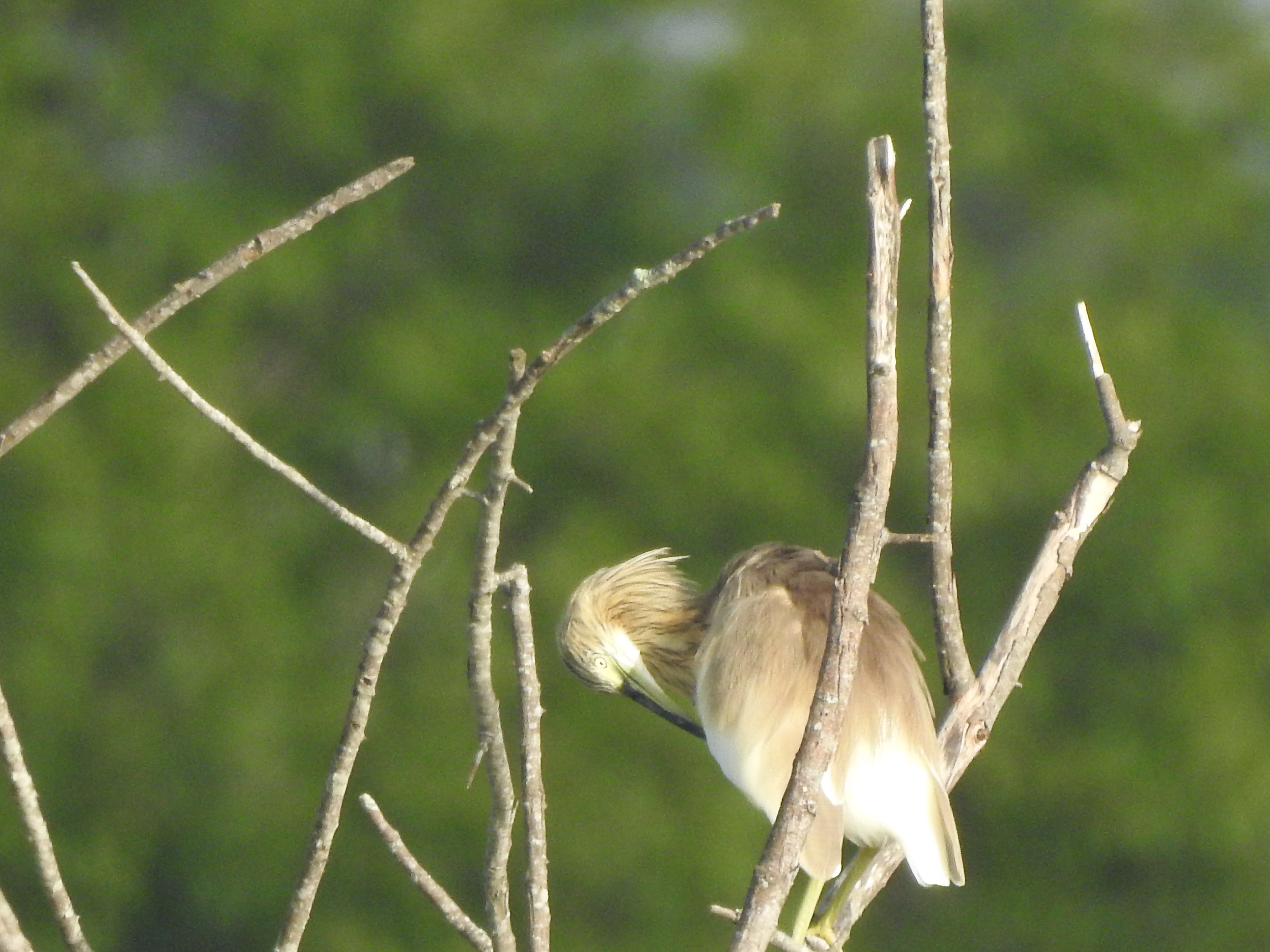 Garça rara aparece pela 1ª vez na Bahia e surpreende observadores; FOTOS