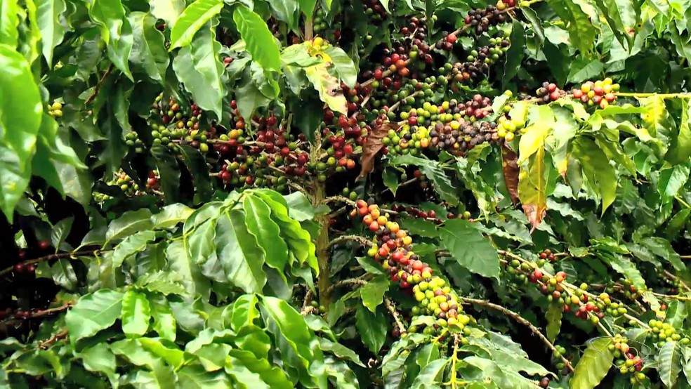 Novas variedades de café foram enviadas para ver como o fruto se adaptaria nas regiões, Norte, Sul e Noroeste do Espírito Santo — Foto: Reprodução/TV Gazeta