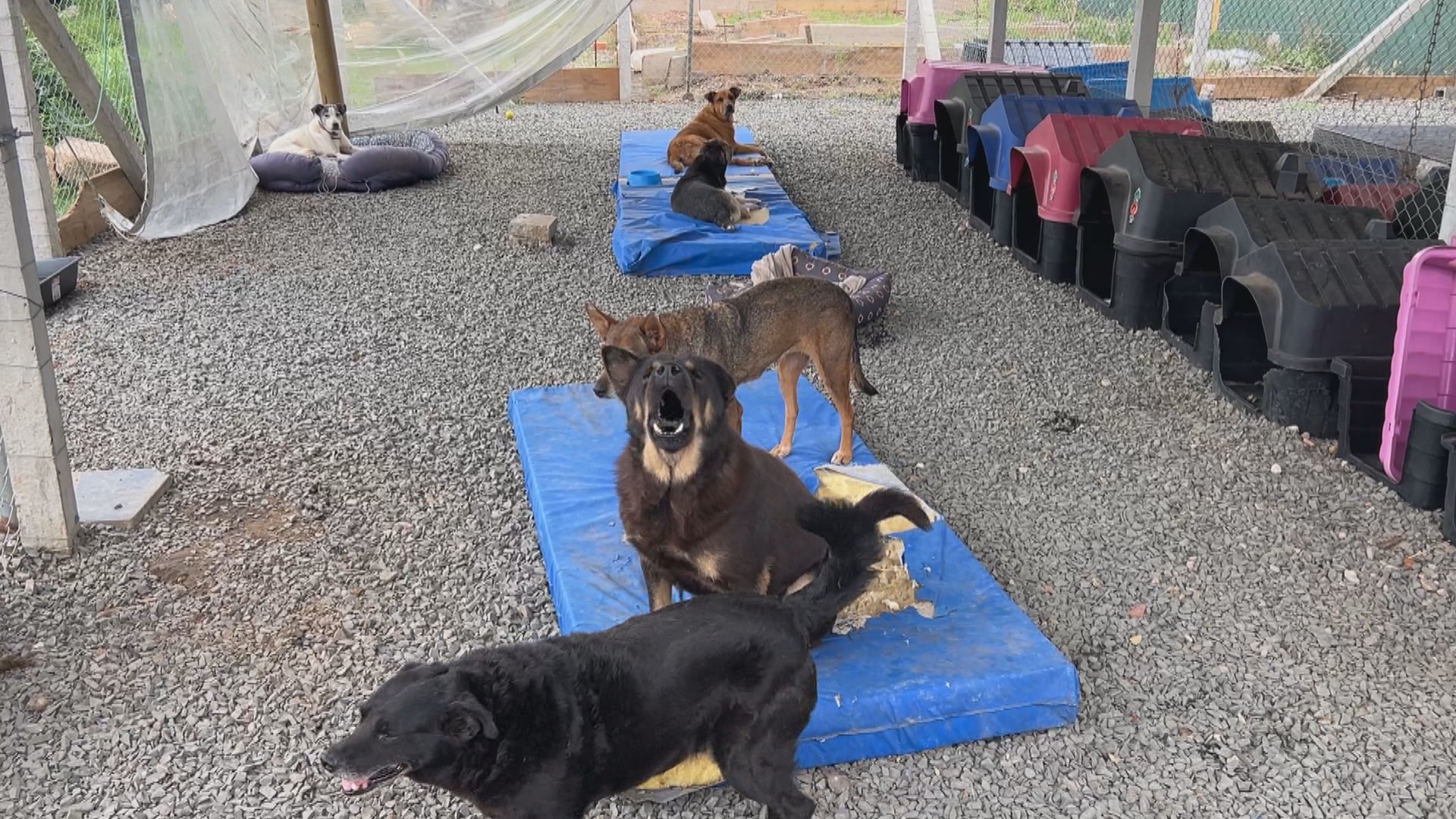 Sete meses após enchentes, RS ainda tem 1,2 mil animais em abrigos; saiba como adotar