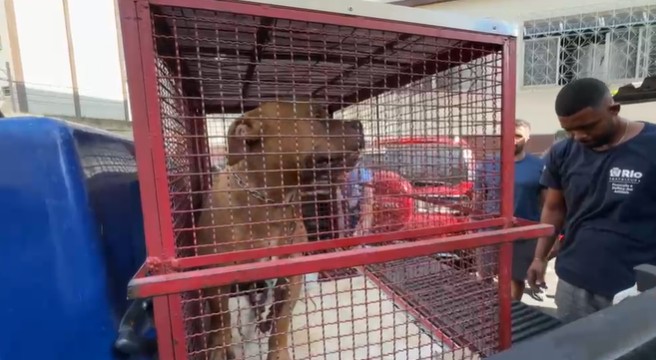 Tutor é detido após ataque de pitbull deixar duas pessoas feridas em Ramos, na Zona Norte do Rio