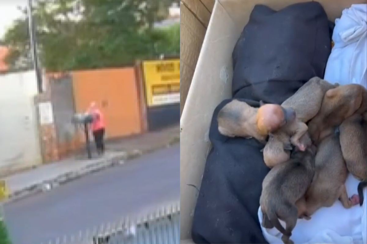 Mulher é investigada por abandonar 11 filhotes de cachorro dentro de lixeira, no PR; apenas um sobreviveu
