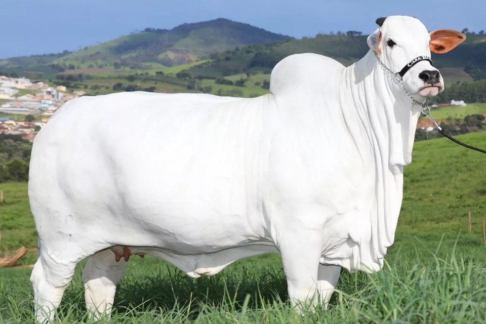 Vaca Viatina-19 FIV Mara Móveis. — Foto: Casa Branca Agropastoril/Divulgação