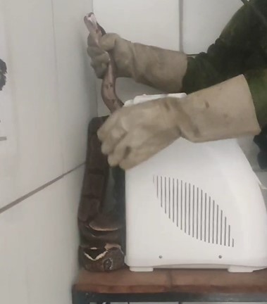 Cobra é encontrada atrás de bebedouro em residência da UFPB e resgatada pela polícia