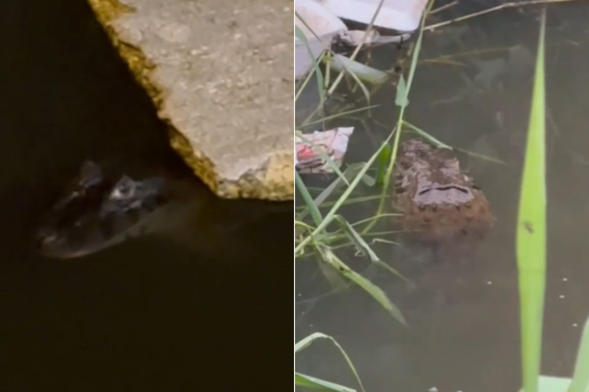 Jacaré assusta moradores ao aparecer em canal no litoral de SP; VÍDEO