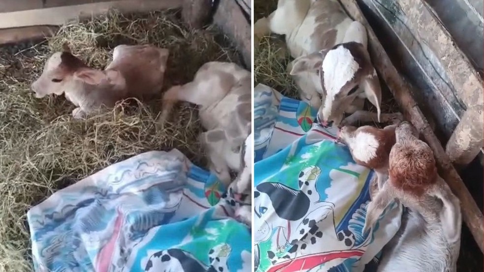 Vaca dá à luz bezerros trigêmeos e surpreende produtor em São Mateus: 'Achei que ia vir só um bezerrão' — Foto: Reprodução/TV Gazeta
