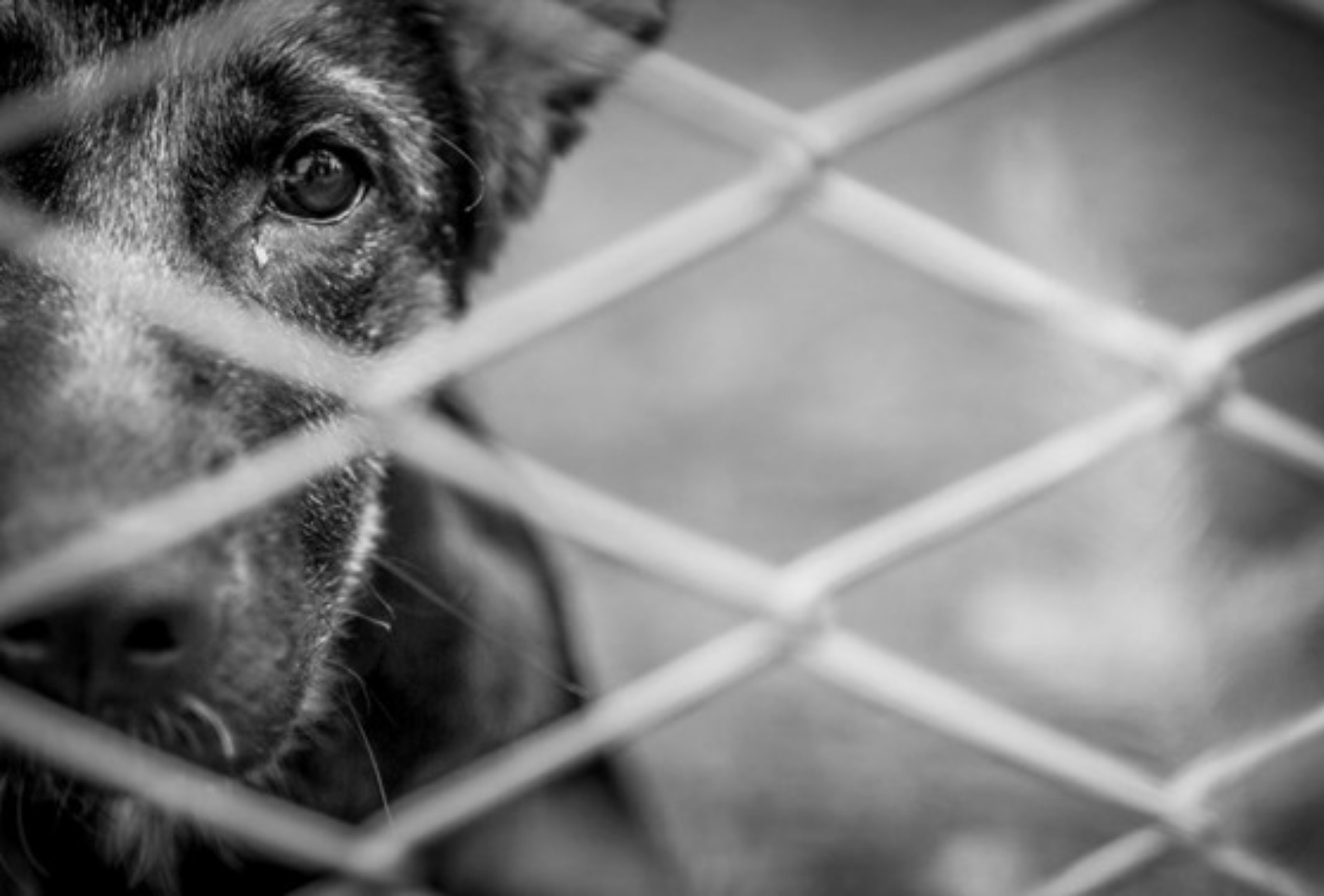 Cães sem água e comida: tutor é condenado a mais de 3 anos de prisão