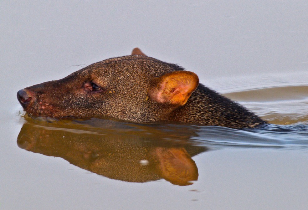 Animal tem adaptação para enfrentar terrenos alagados — Foto: axelantoinefeill / iNaturalist