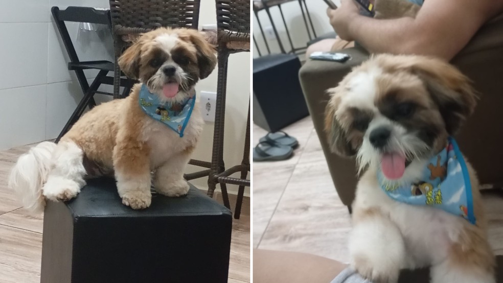 Cachorro da raça Shih Tzu foi encontrado morto dentro de um saco plástico em Bady Bassitt (SP) — Foto: Najara Cebalos/Arquivo pessoal