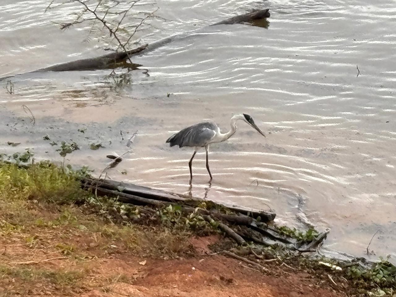 Piscicultura, espécies exóticas e poluentes alteram ecossistema do Lago de Furnas; veja os riscos à água e à fauna