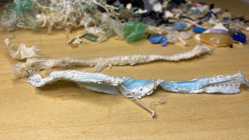 Restos de máscara foram encontrados dentro de estômago de tartaruga no ES — Foto: Reprodução/Ipram