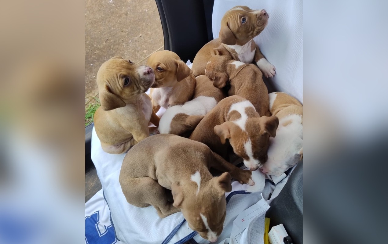 Cães da raça pitbull que seriam vendidos são resgatados em situação de maus-tratos no interior de SP