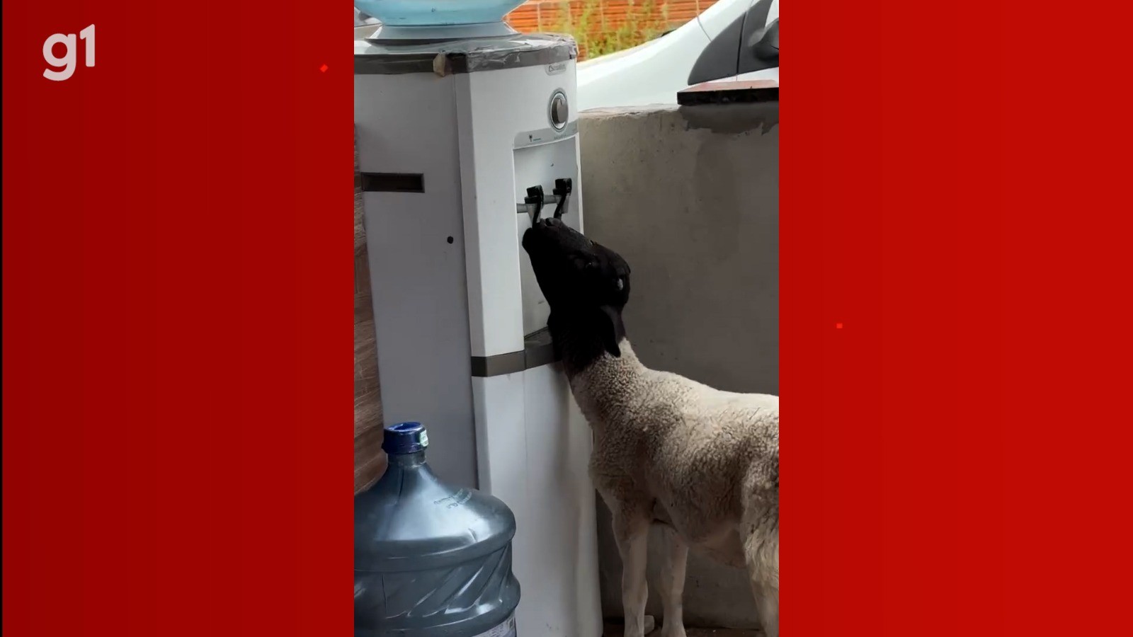 Cabrito surpreende ao aprender sozinho a usar bebedouro de água gelada em Petrolina; veja vídeo