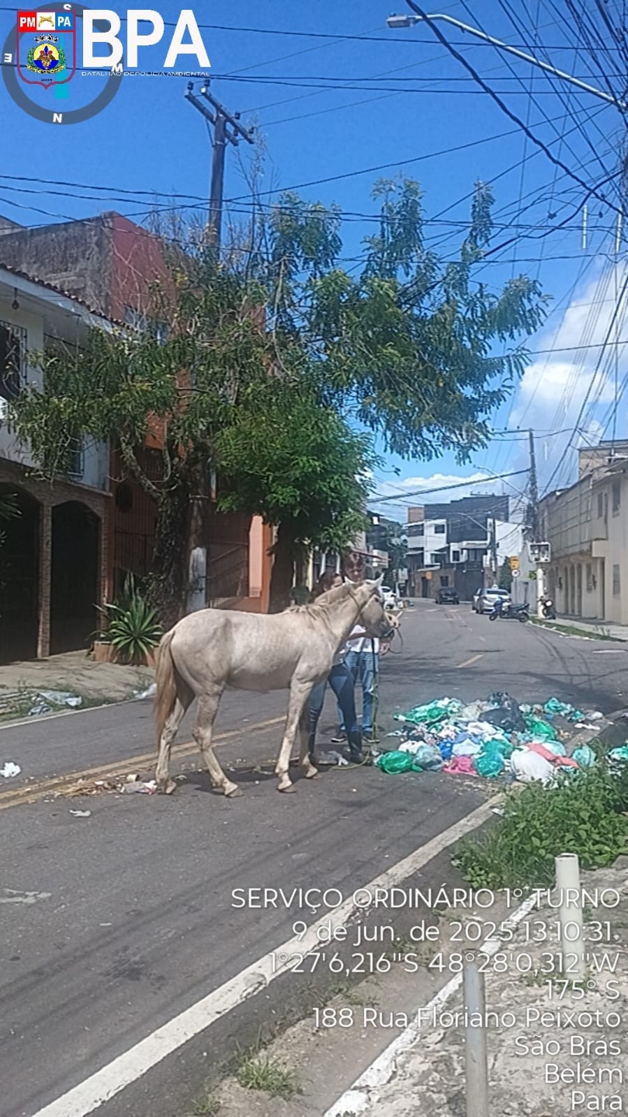 Resgate: cavalo ferido se alimentava de lixo nas ruas de São Brás, em Belém