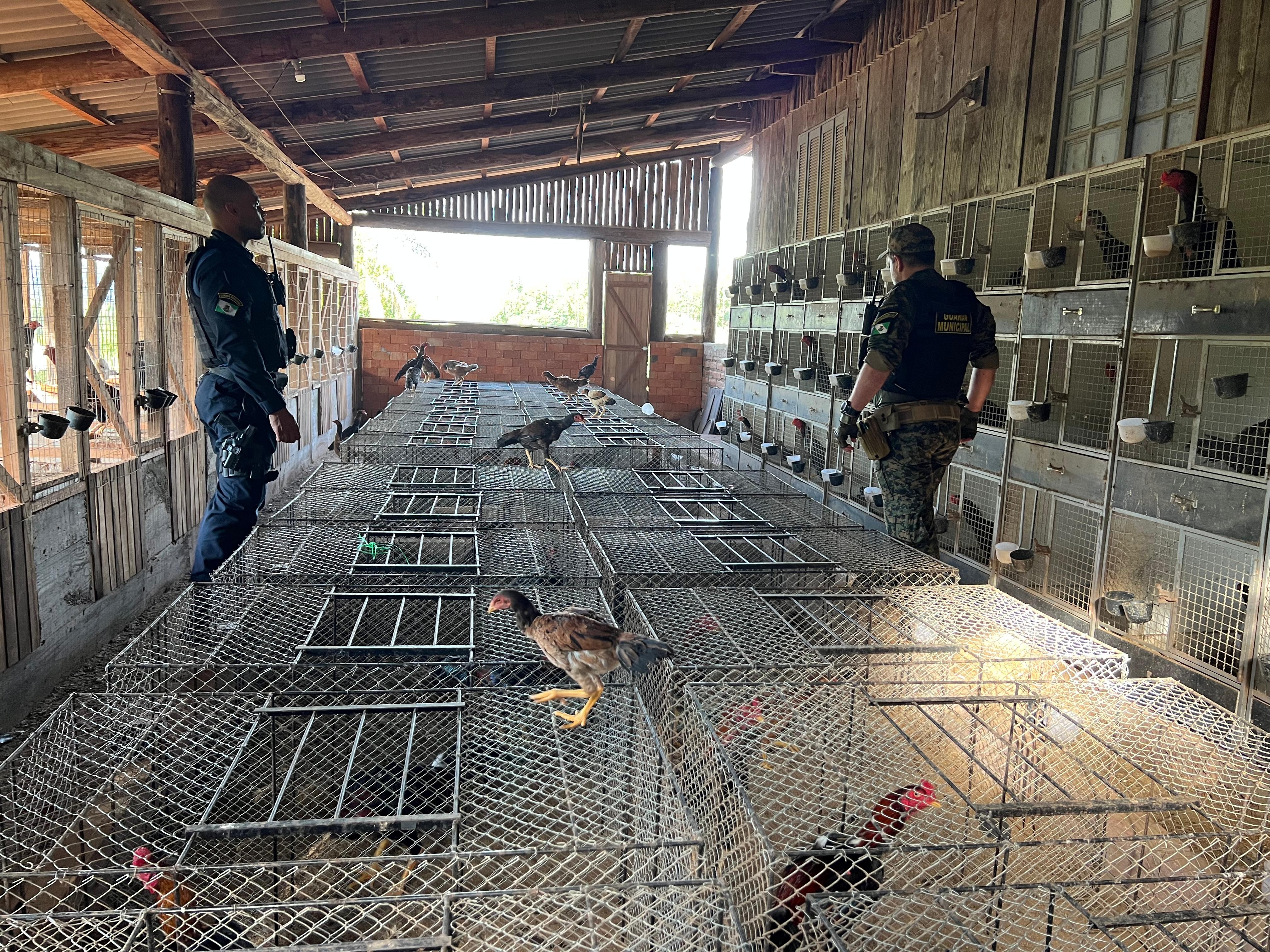 Com ajuda de drone, Guarda Municipal localiza mais de 500 galos confinados para rinha em chácara no RS; homem foi preso