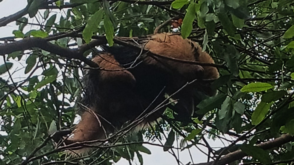 Tamanduá-mirim é resgatado em cima de árvore em Uberaba