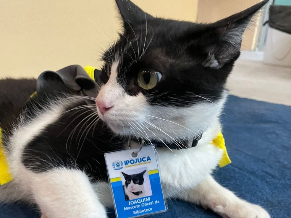 O gatinho Joaquim encanta leitores pelos corredores da biblioteca municipal de Ipojuca — Foto: Reprodução/WhatsApp