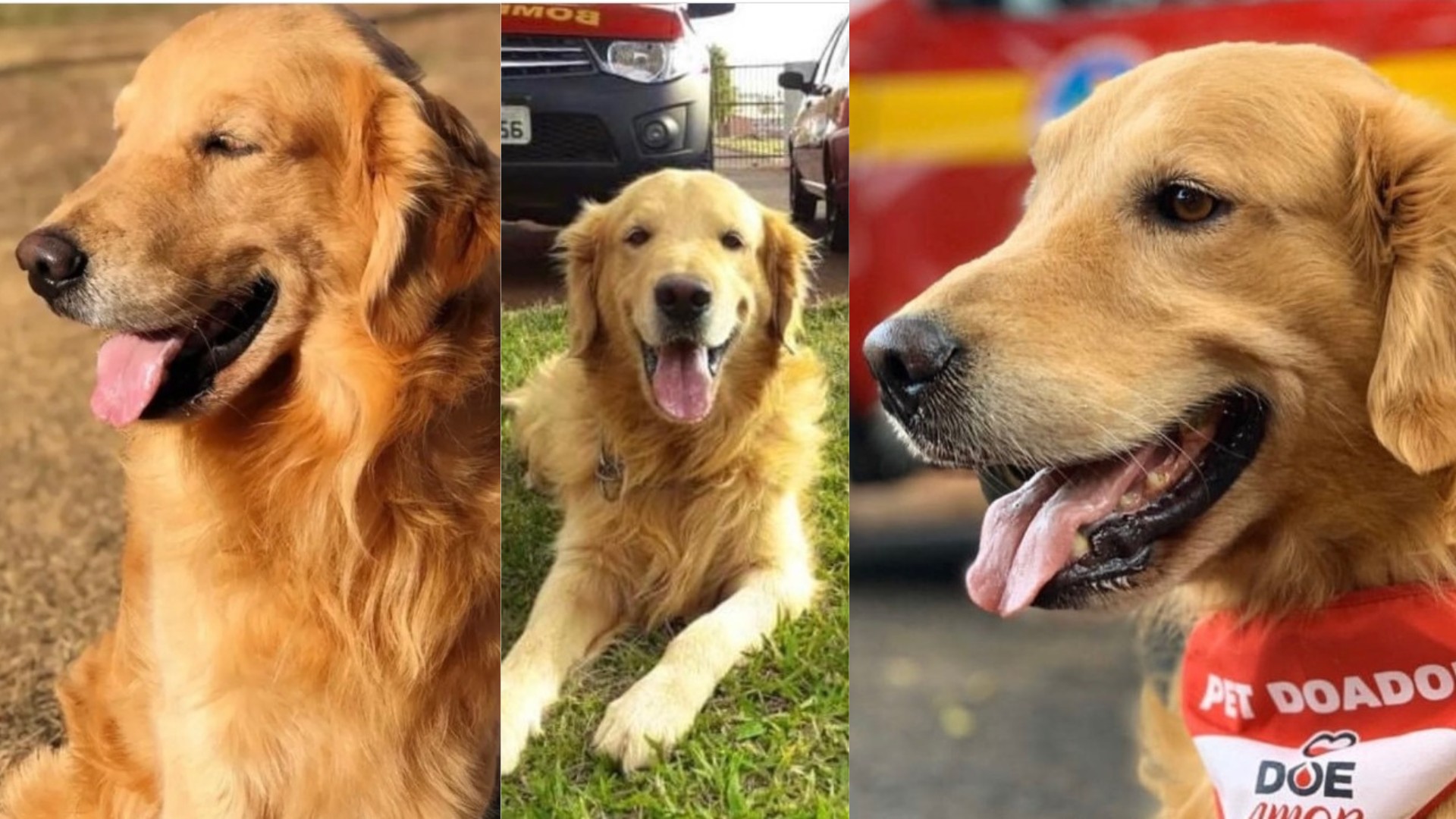 Cão que não passou no teste para resgate dos bombeiros, mas tirou nota 10 em companheirismo, morre aos 11 anos em MG