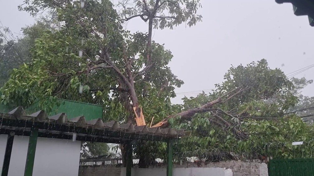 Árvore foi atingida por raio em Porto Velho durante temporal — Foto: Reprodução/Rede Amazônica