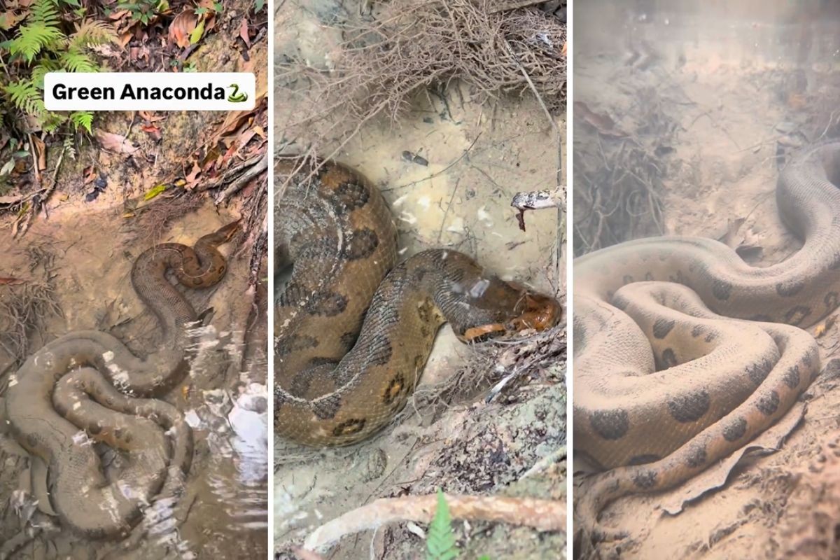 Sucuri gigante é flagrada 'descansando' imóvel embaixo d’água por guia em Bonito; veja vídeo