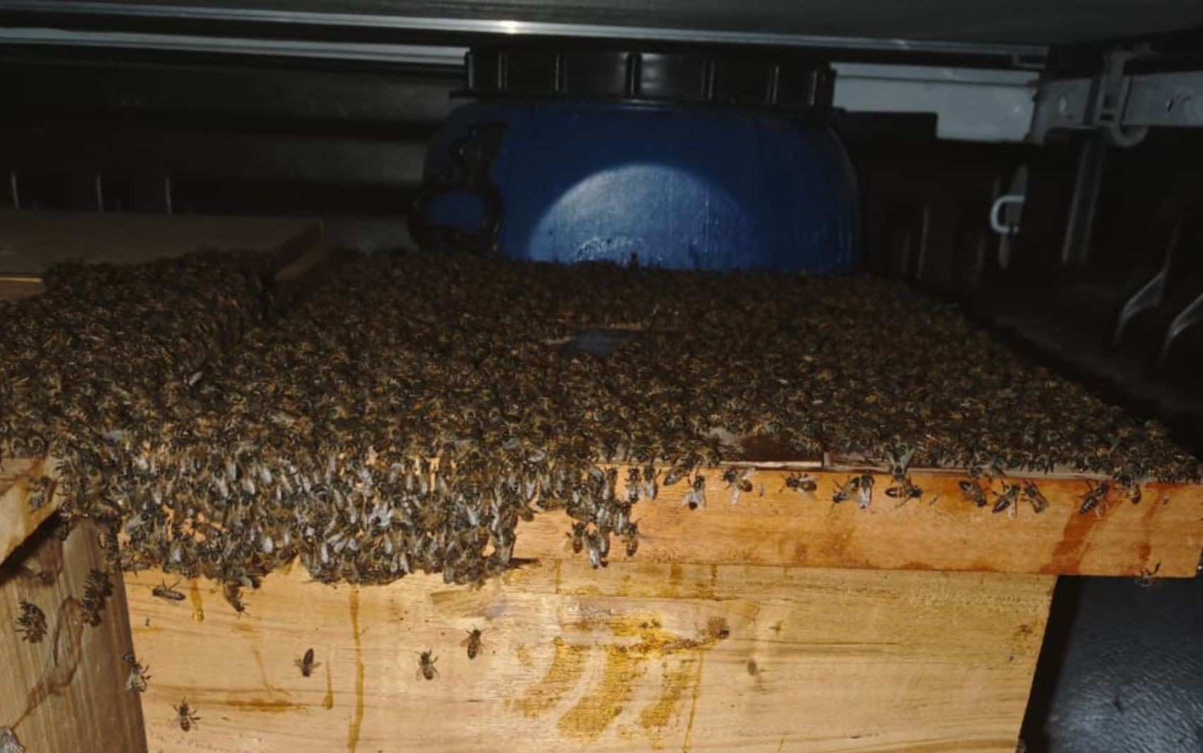 Quinze pessoas ficam feridas após ataque de abelhas na Bahia 