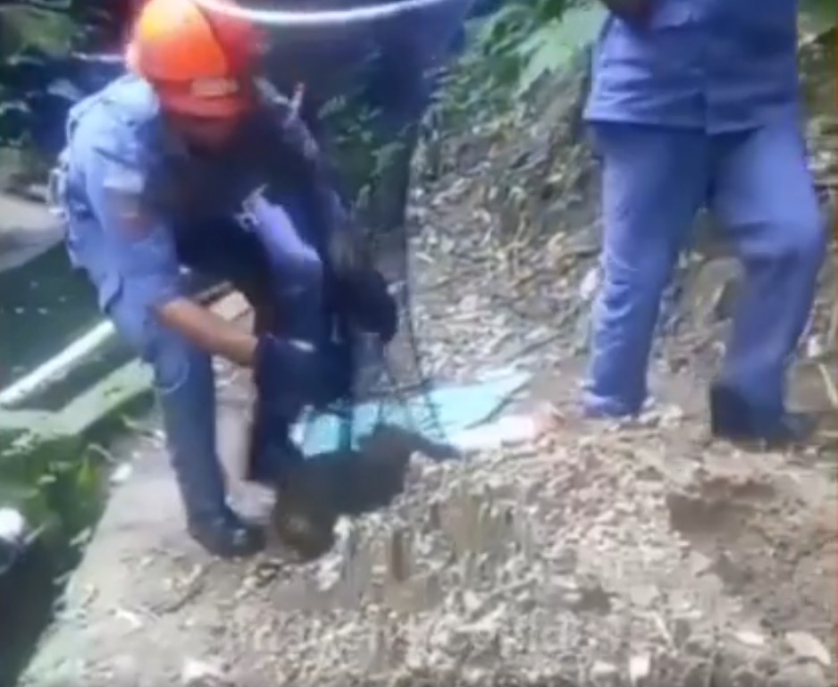 Família de capivaras é resgatada após cair em reservatório de água em Ubatuba; VÍDEO