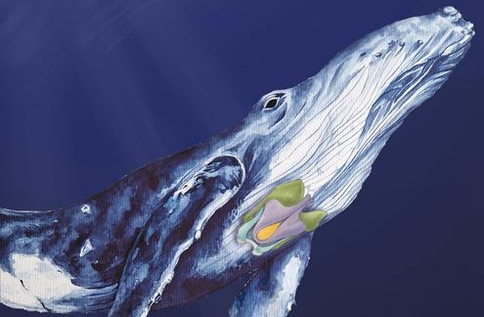 Ilustração mostra as cartilagens da laringe em uma baleia jubarte — Foto: Patricia Jaqueline Matic