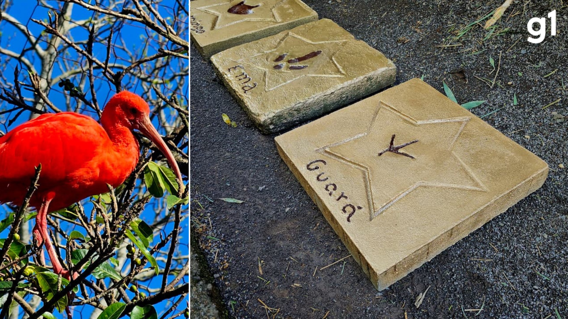 Calçada da 'Fauna': conheça espécie de animal vermelho que ganhou pegada eternizada em Gramado