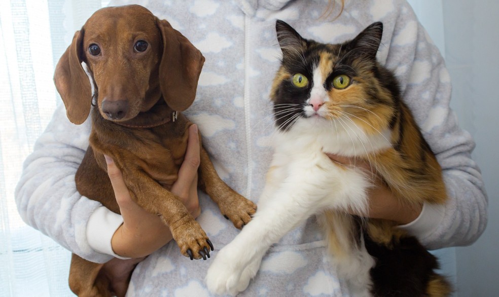 Ibram abre agendamento eletrônico para castração gratuita de cães e gatos, no DF | Distrito Federal | G1