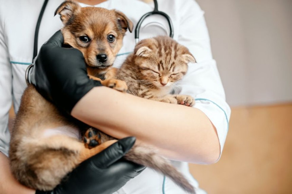 Pets: 600 vagas para castração gratuita de cães e gatos são abertas em  Campo Grande