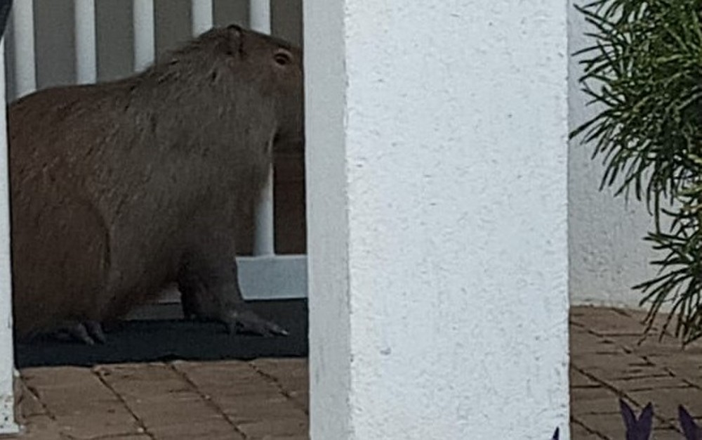 Após atropelamento, capivara é capturada no Bairro Martins, em Uberlândia