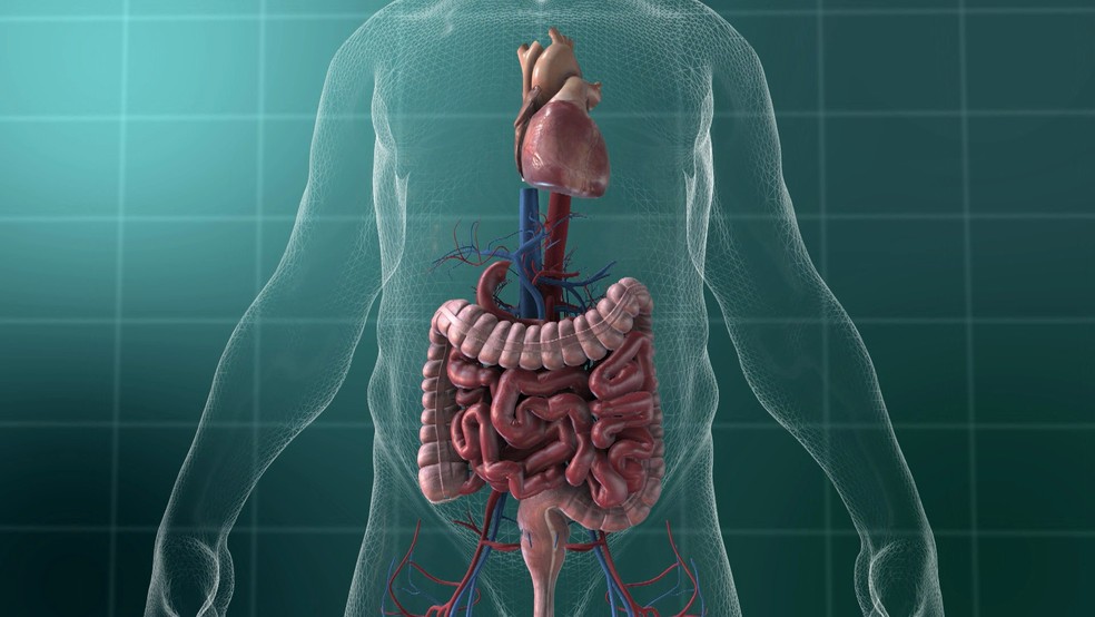 Concepção artística de órgãos do corpo humano — Foto: TV Globo/Reprodução