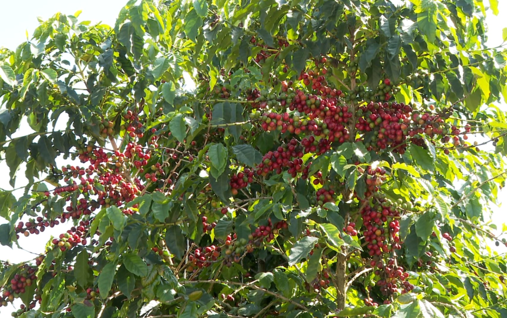 Mesmo com queda no volume, café sustenta exportações de MG | G1