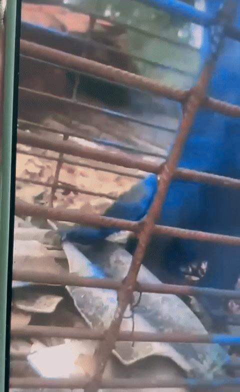 VÍDEO: Macaco é pintado de azul no interior de MG; polícia investiga maus-tratos