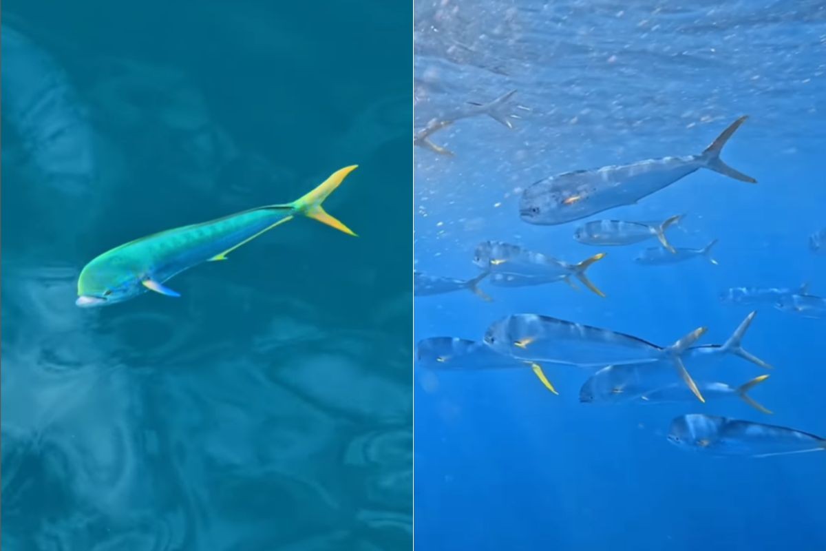 Você Não Tá Convidada pro Meu Bat Mitzvá!