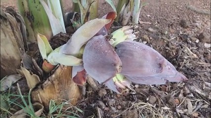 Imagens de telespectador mostram cacho de banana nascendo de um local inusitado