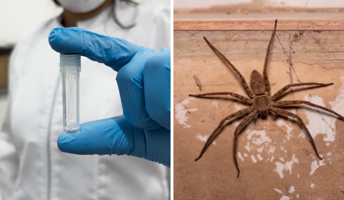 Veneno da aranha armadeira tem efeito promissor em tratamento contra câncer cerebral e de mama, aponta estudo da Unicamp