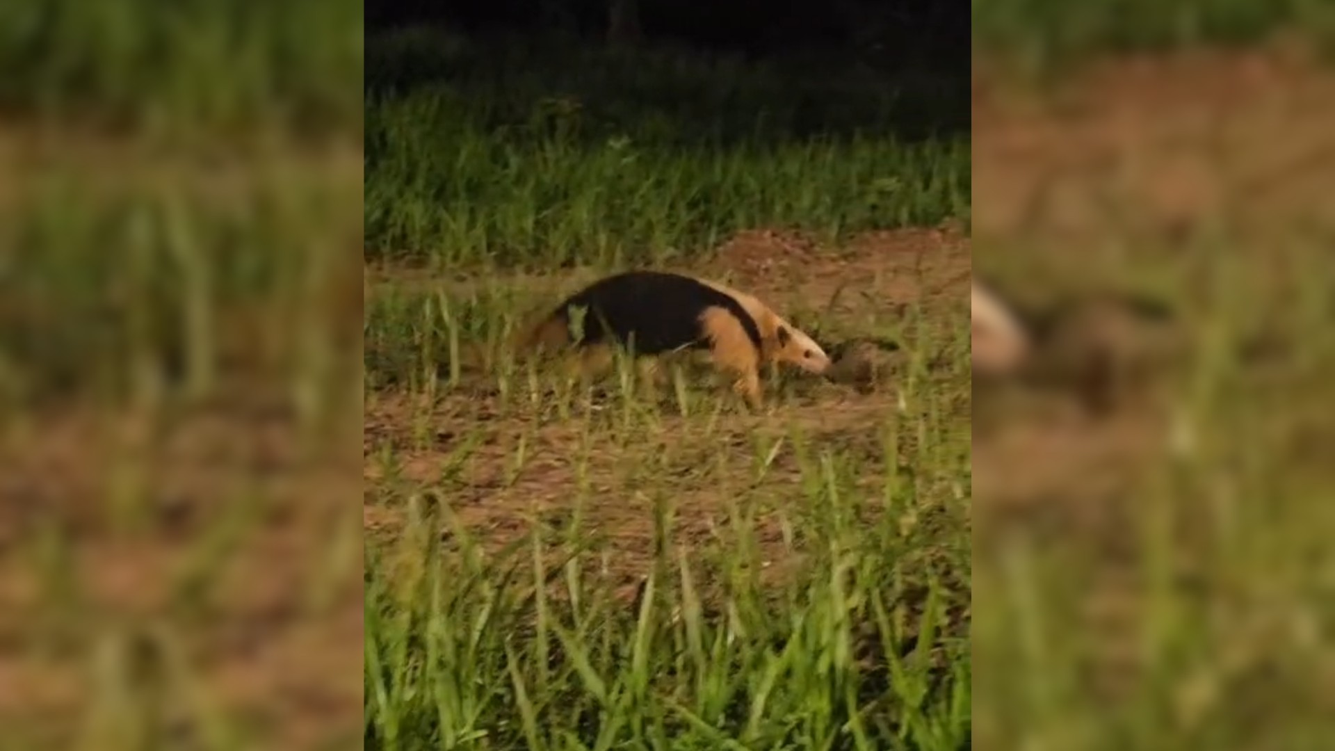 VÍDEO: Tamanduá-mirim 'bate à porta' de lavanderia e surpreende empresário em Bauru